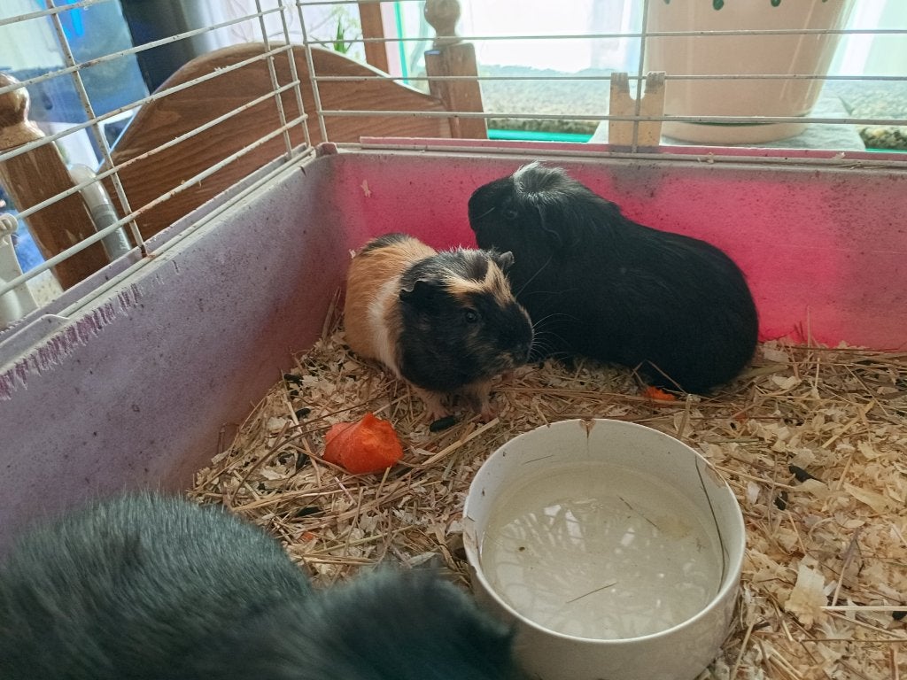Twee jonge beertje cavia's te koop., Dieren en Toebehoren, Juli, Mannelijk, Cavia