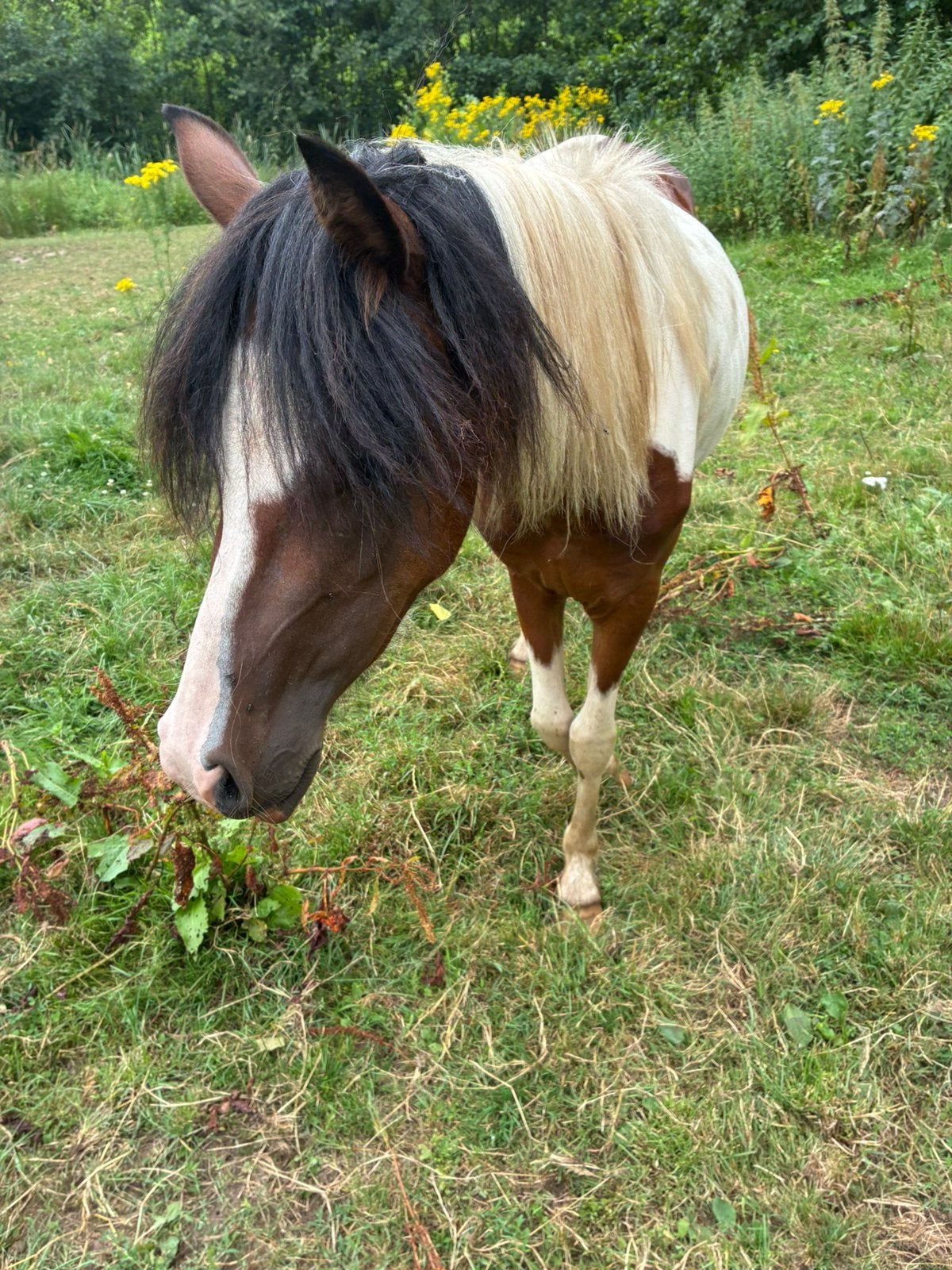 C/ B Bonte pony, Avec puce électronique, Moins de 160 cm, Non dressé, Cheval de récréation