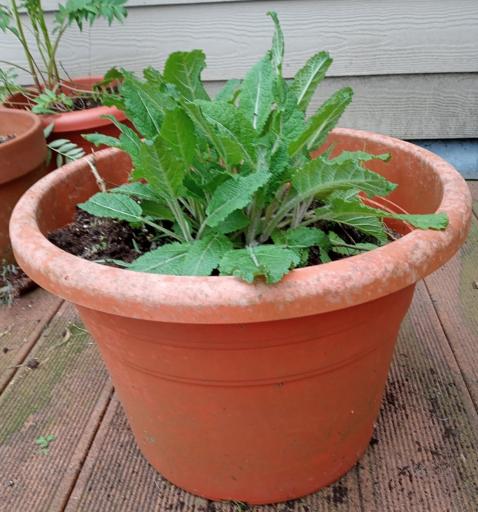 Salie in grote pot (veldsalie Salvia Pratensis) (biologisch), Ophalen, Vaste plant