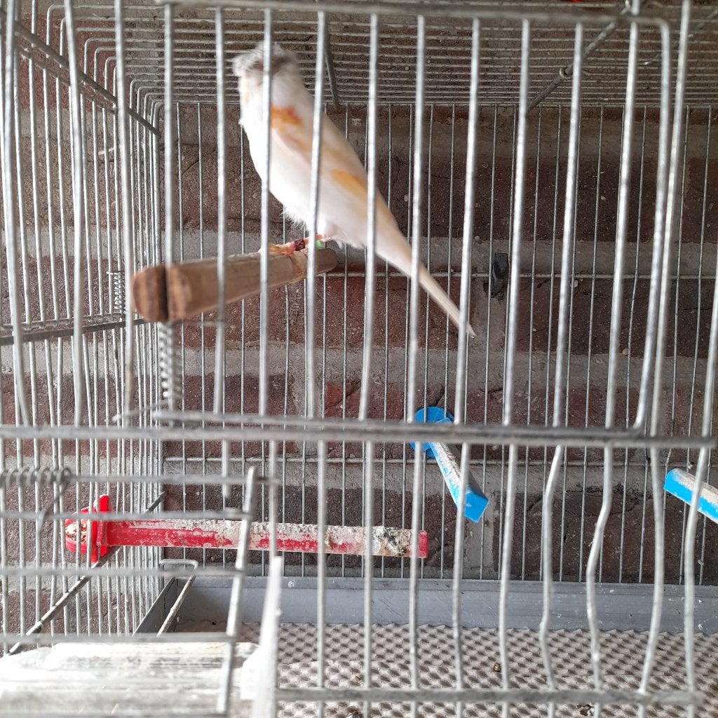kanarie met kuif, Dieren en Toebehoren, Vogels | Kanaries