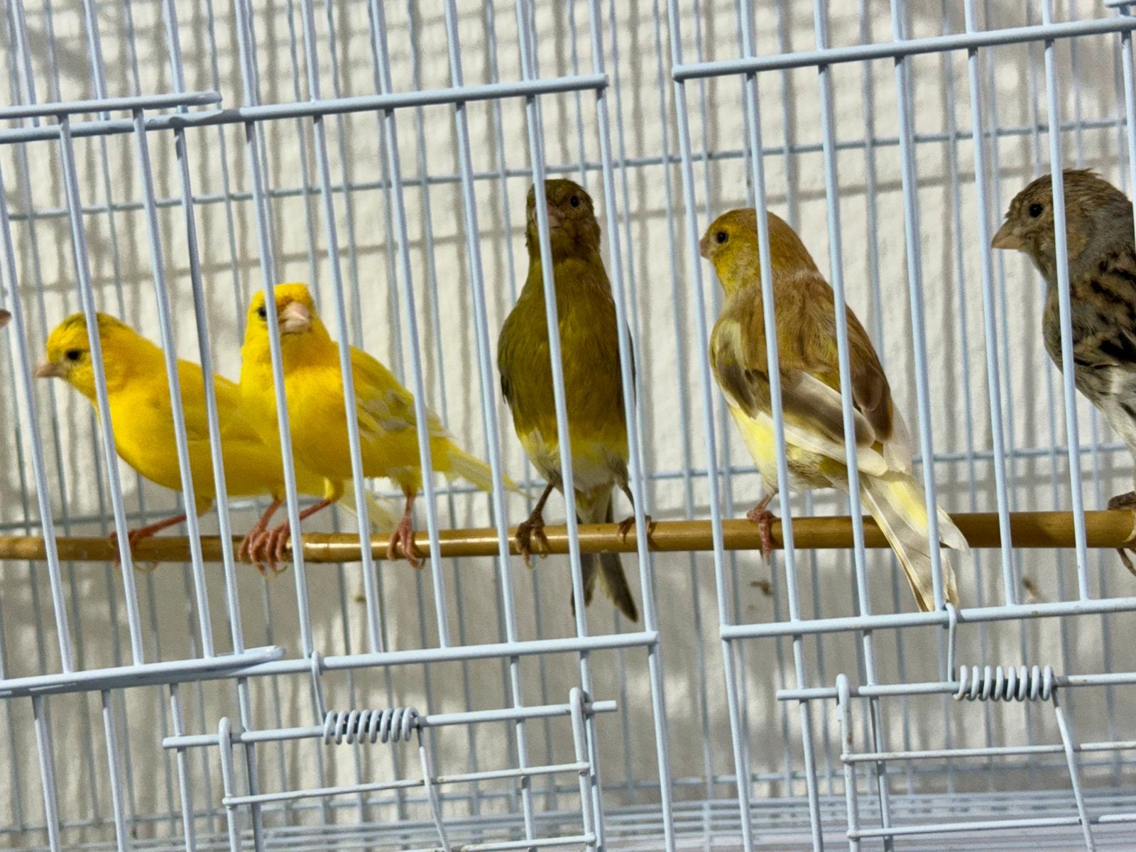 Canari à vendre, Animaux & Accessoires
