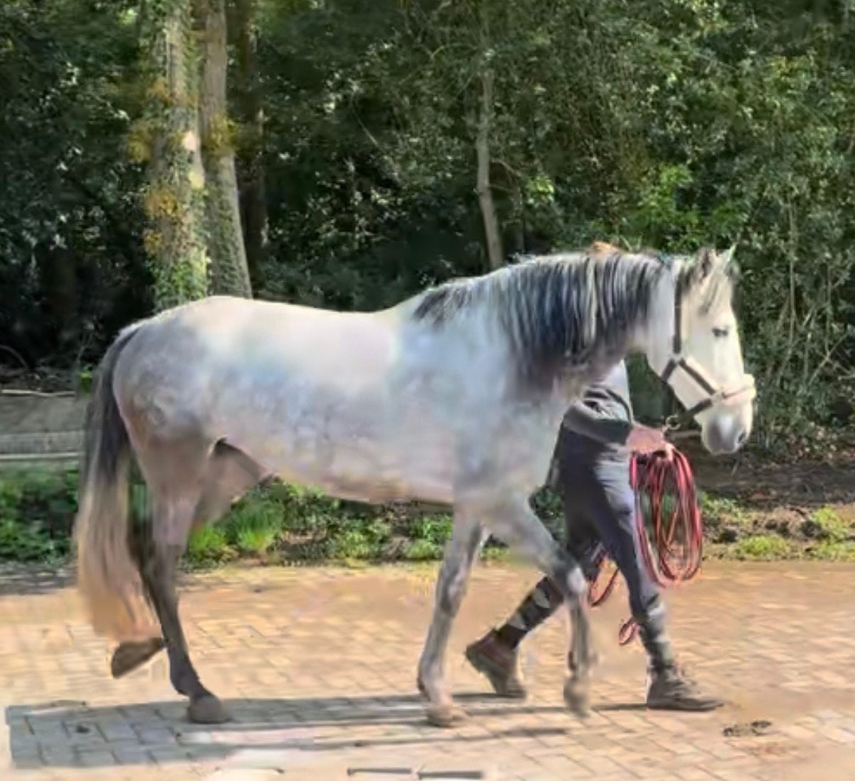 Leuke en lieve allround merrie, Animaux & Accessoires, Chevaux