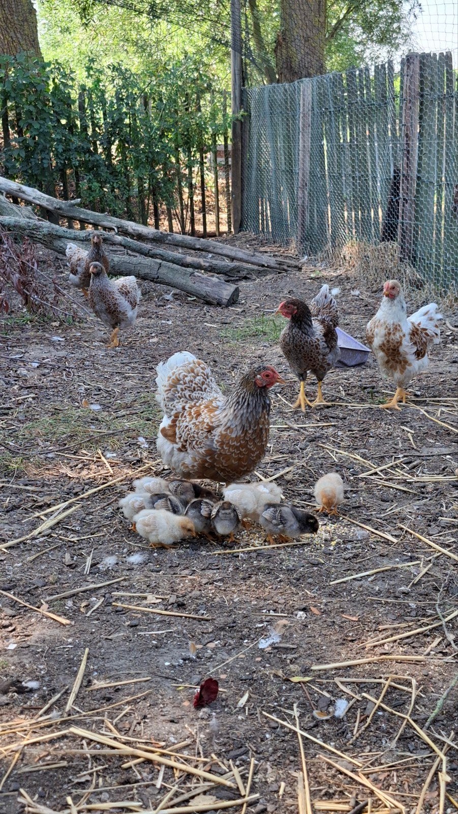 Wyandotte kippen te koop, Dieren en Toebehoren, Kip