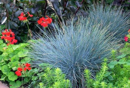Festuca 'Elyah bleu', Tuin en Terras, Planten | Tuinplanten, Ophalen, Vaste plant, Siergrassen, Volle zon