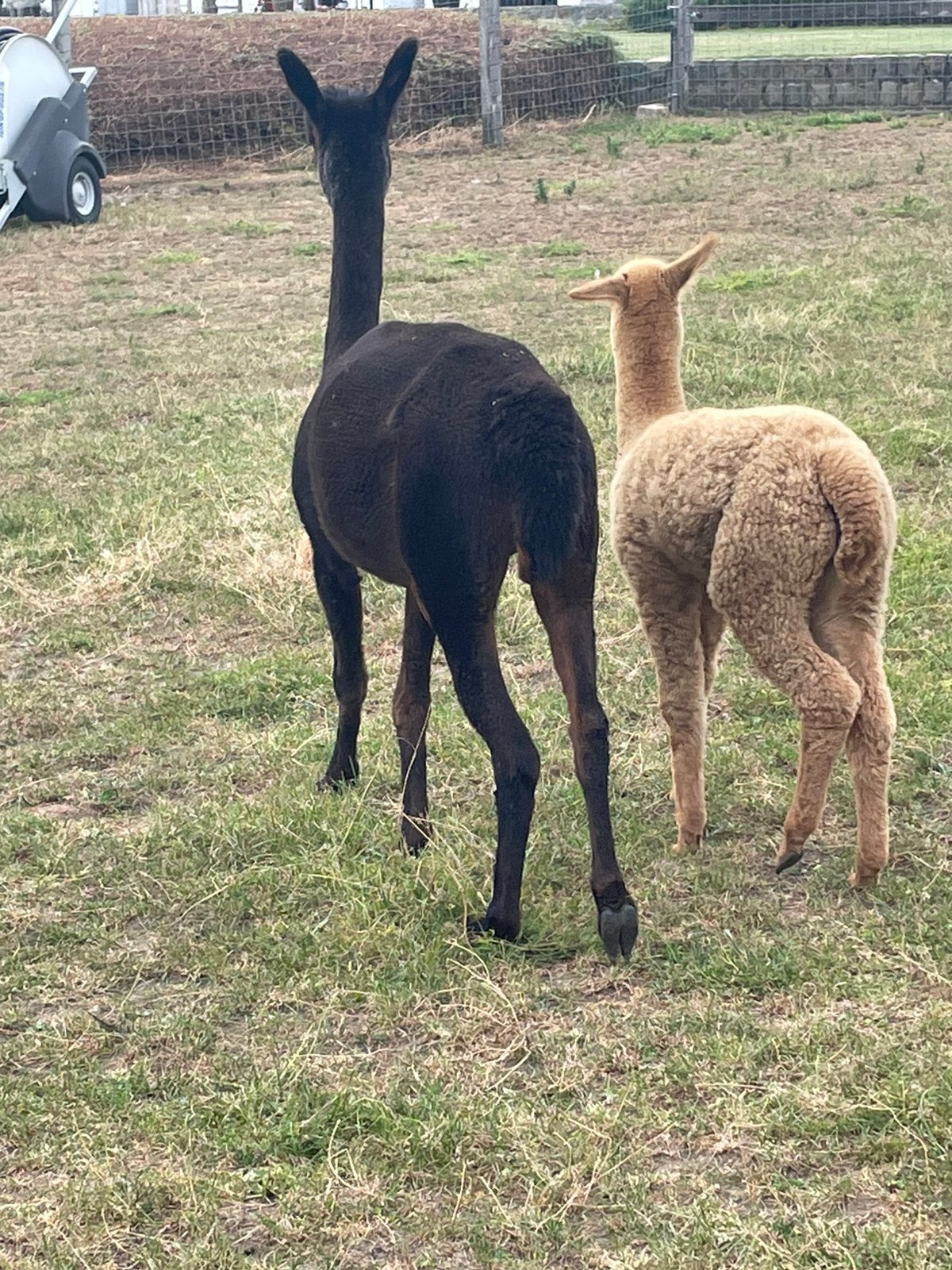 Alpaca merrie met hengste veulen, Mei, Vrouwelijk