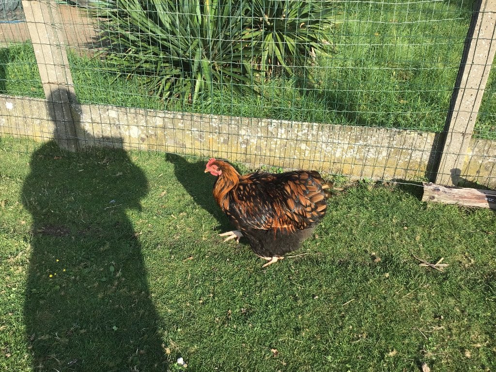 Jonge orpington goud zwartgezoomde haan, Dieren en Toebehoren, Mannelijk, Kip