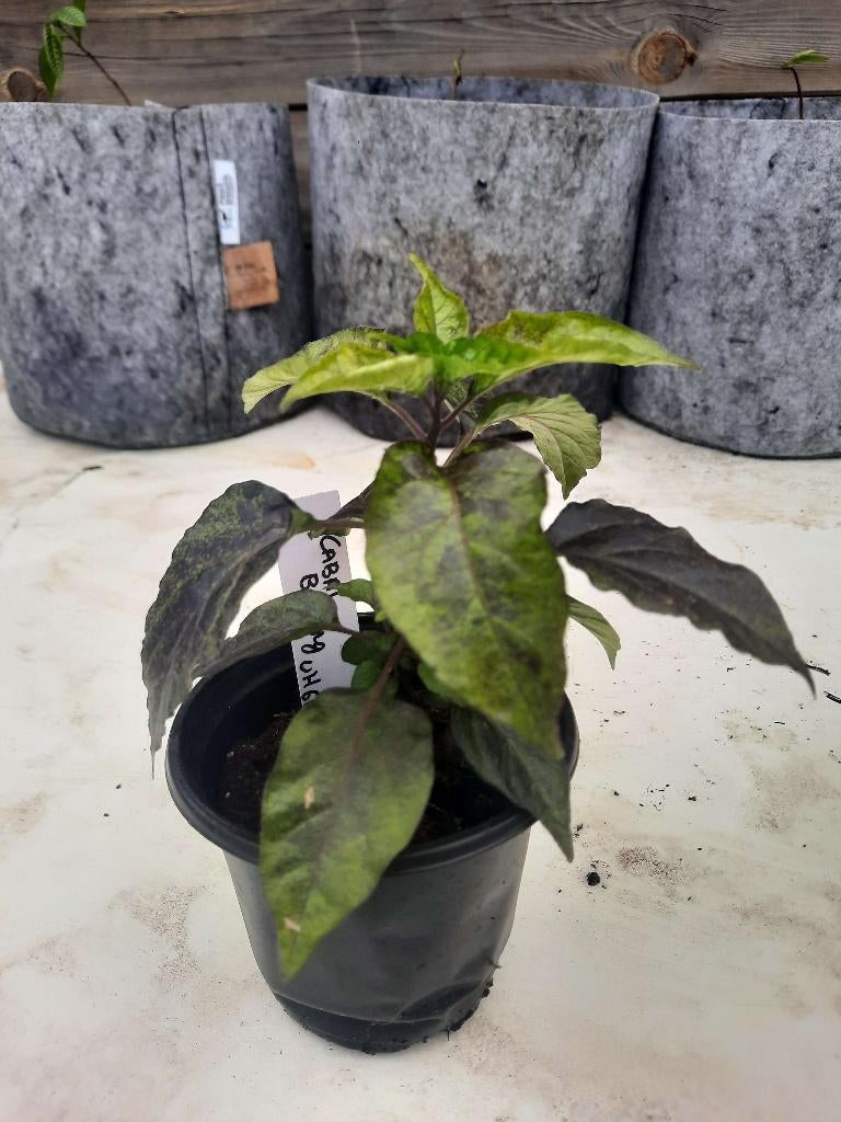 Cabai burung ungu peper plant, Tuin en Terras, Ophalen