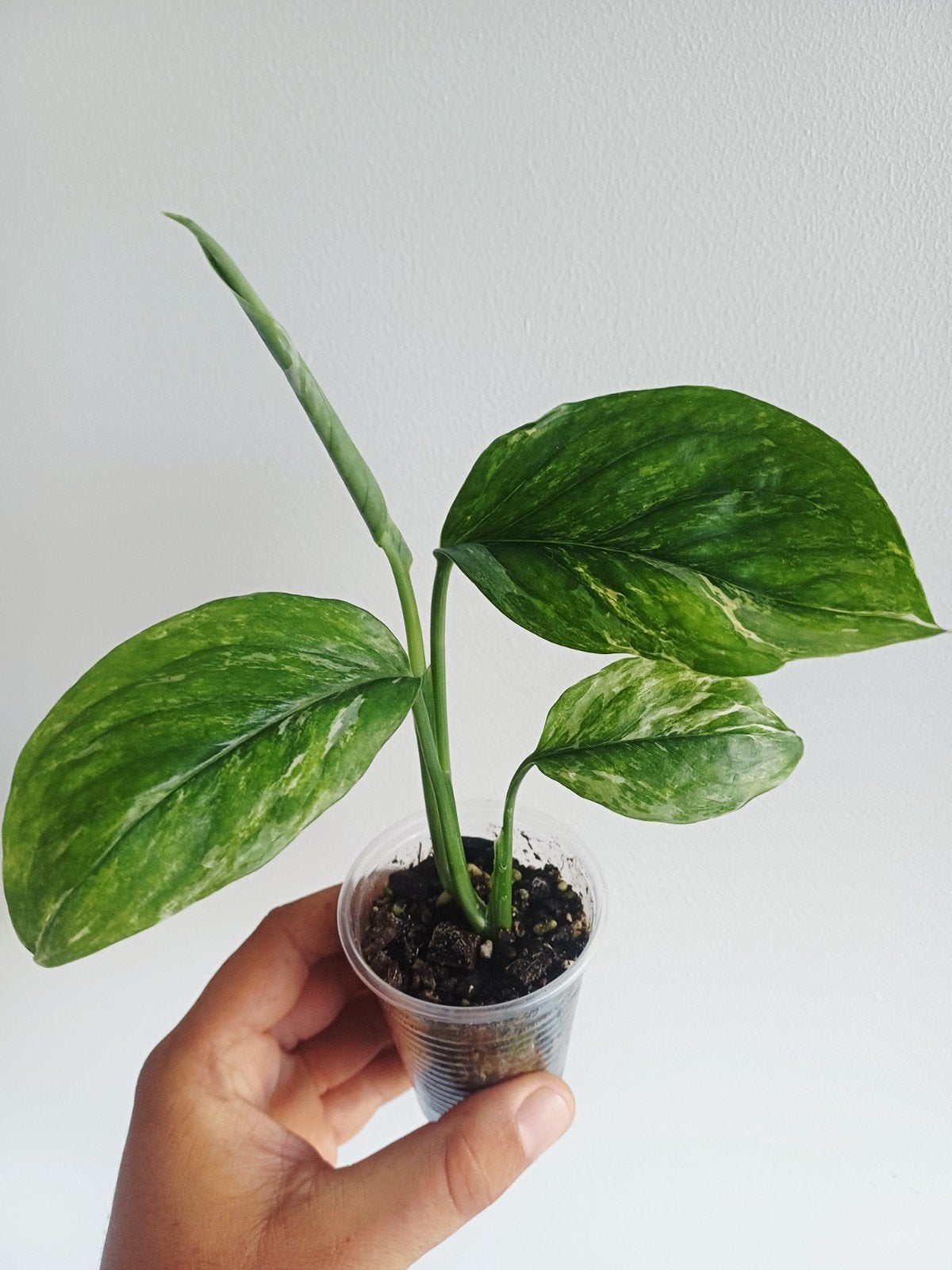 Monstera Lechleriana Albo variegata, Huis en Inrichting, Kamerplanten, Overige soorten, In pot, Minder dan 100 cm, Groene kamerplant
