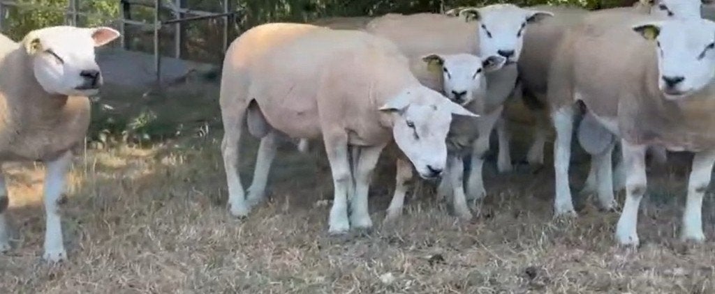 Texel Français, Animaux & Accessoires, Moutons, Chèvres & Cochons, Plusieurs animaux, Mouton, 0 à 2 ans