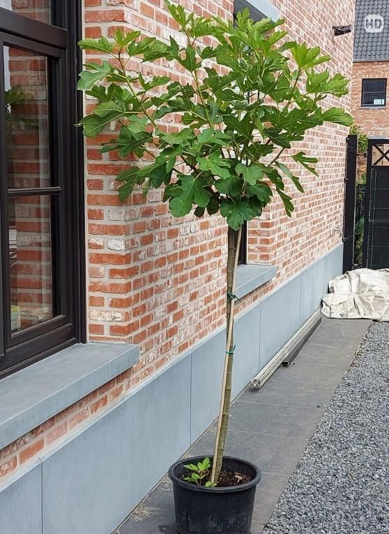 3 Vijgenbomen op stam, Ophalen, 100 tot 250 cm, Vijgenboom