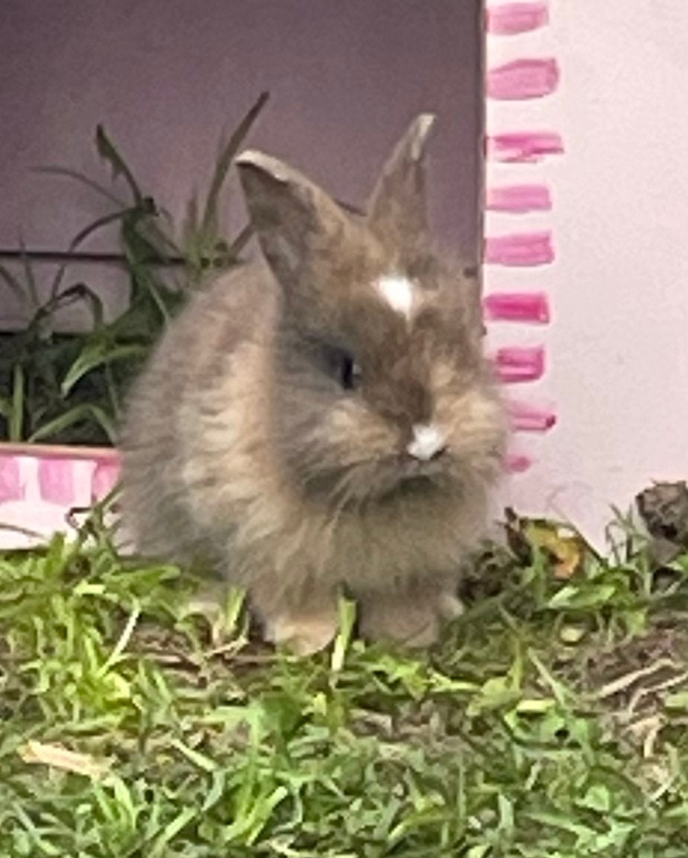 Dwergkonijntje, Dieren en Toebehoren, Geslacht onbekend, Dwerg, 0 tot 2 jaar
