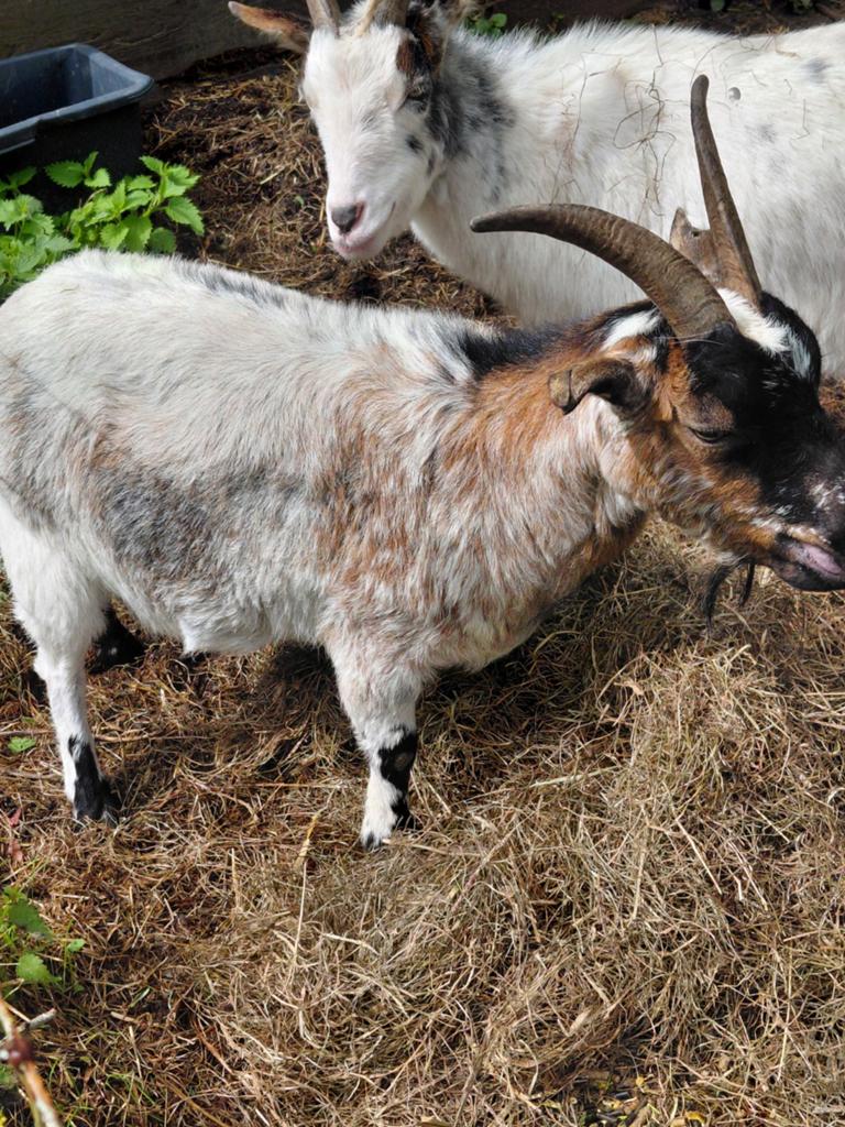 Op zoek naar dwerggeit lammetje