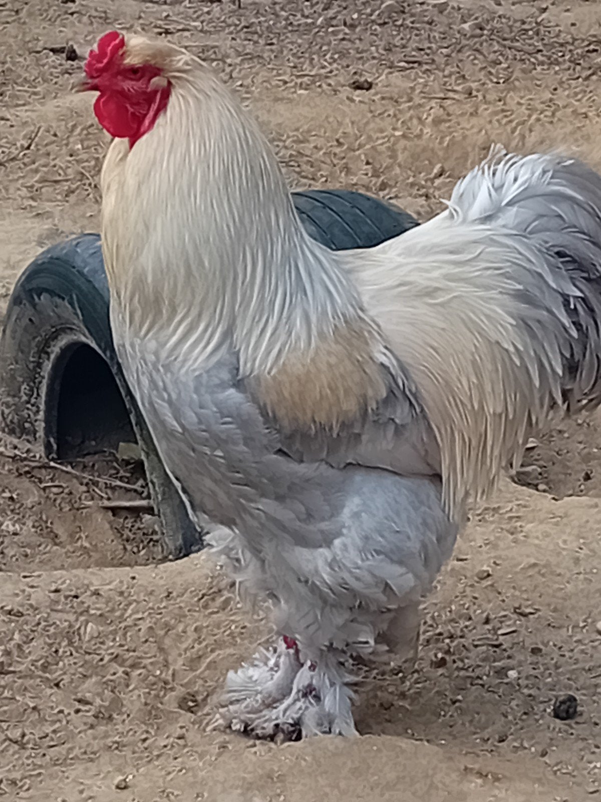 prachtige  brahma haan zeer tam, Dieren en Toebehoren