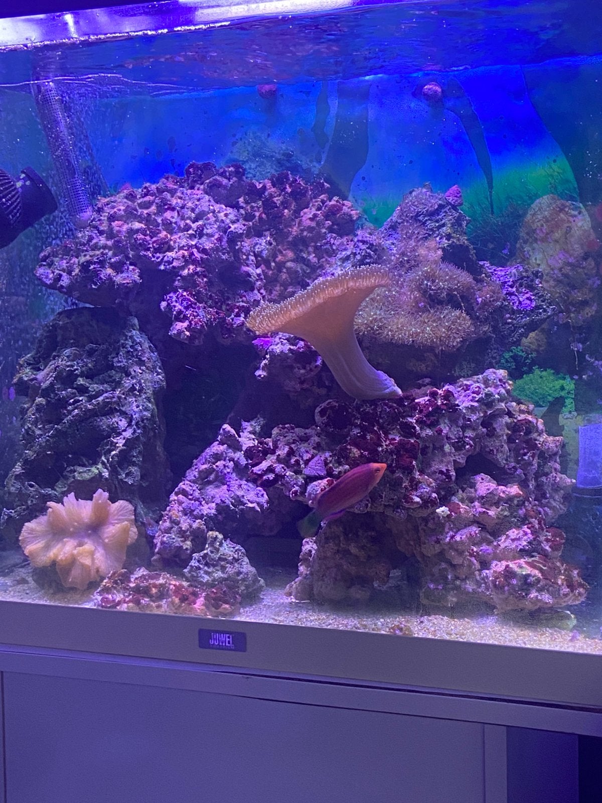 Paddenstoel voor zeeaquarium, Zoutwatervis