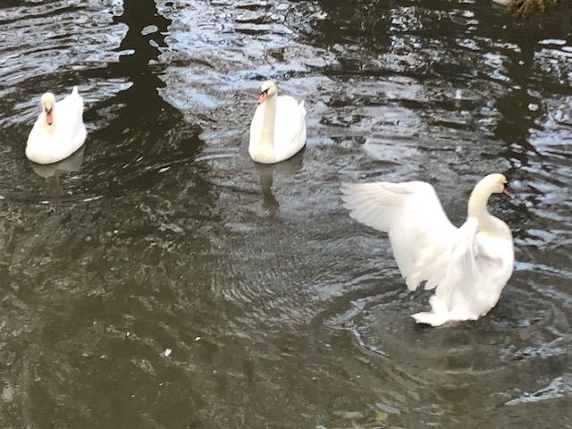 Zwanen witte knobbelzwanen, Dieren en Toebehoren, Geringd