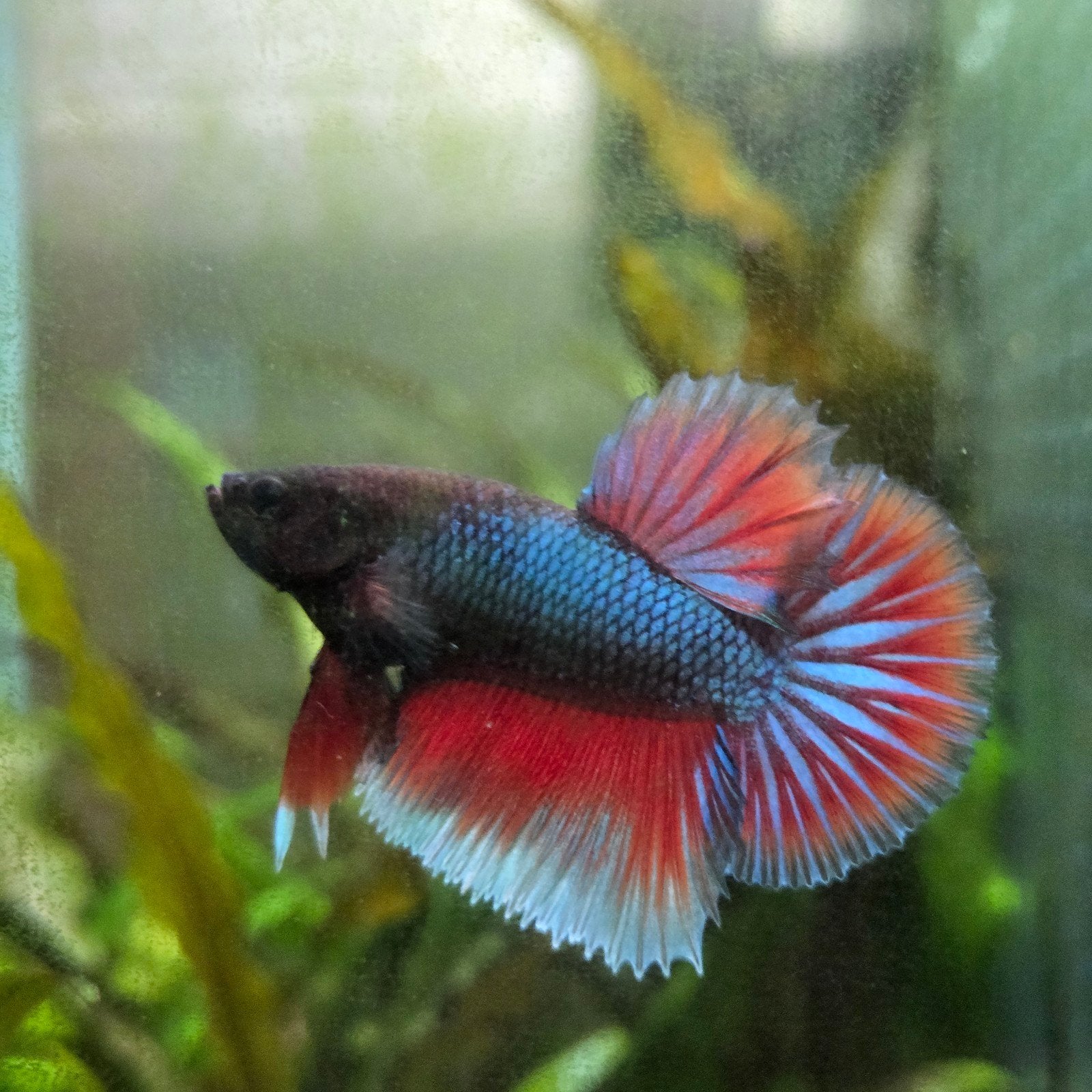 betta man, Dieren en Toebehoren