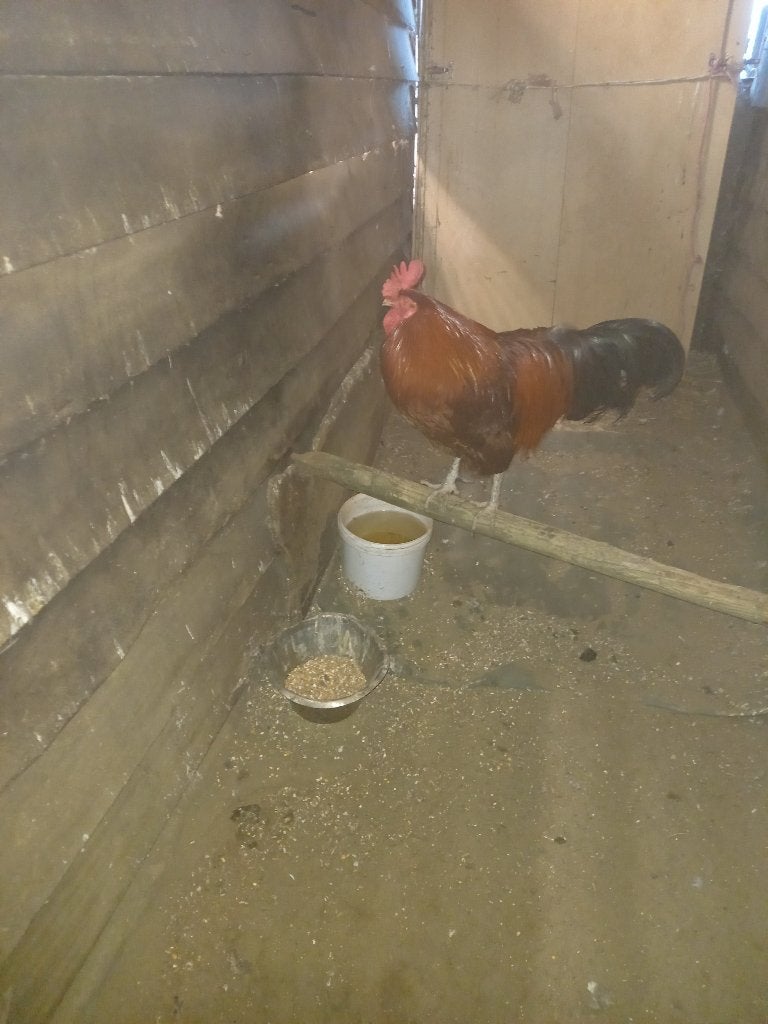 Haan, Dieren en Toebehoren, Pluimvee