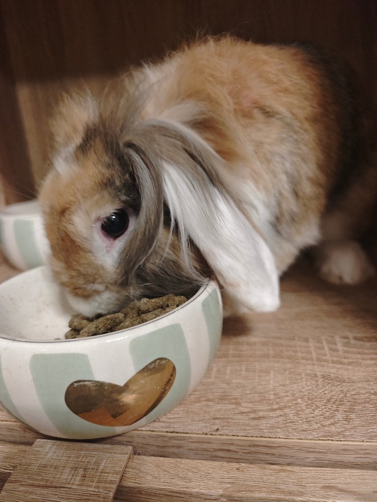 Konijn, Dieren en Toebehoren, Mannelijk, Middelgroot, 0 tot 2 jaar
