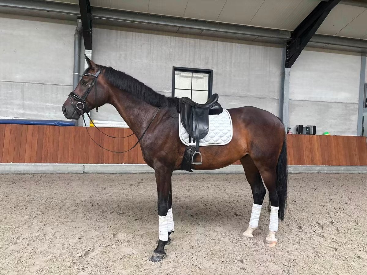 9 jarige dressuur ruin, Dieren en Toebehoren, Met stamboom, Ruin, Dressuurpaard, 170 tot 175 cm