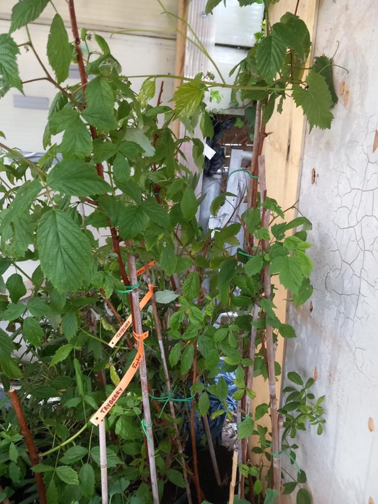 TAYBERRY-PLANTEN (op stam), 1,20 meter , 10€/stuk., Tuin en Terras, Planten | Tuinplanten, Volle zon, Vaste plant, Ophalen of Verzenden