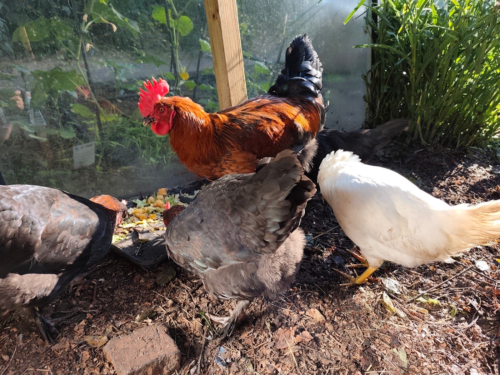 olijflegger haan, Dieren en Toebehoren, Pluimvee