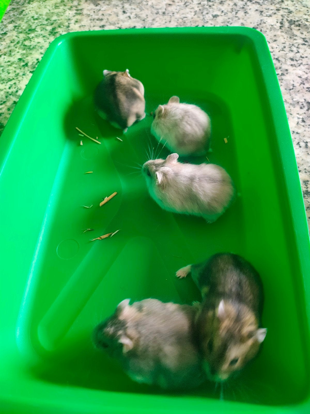 Russische Dwerghamsters, Dieren en Toebehoren, Knaagdieren, Hamster, Juli, Meerdere dieren, Tam