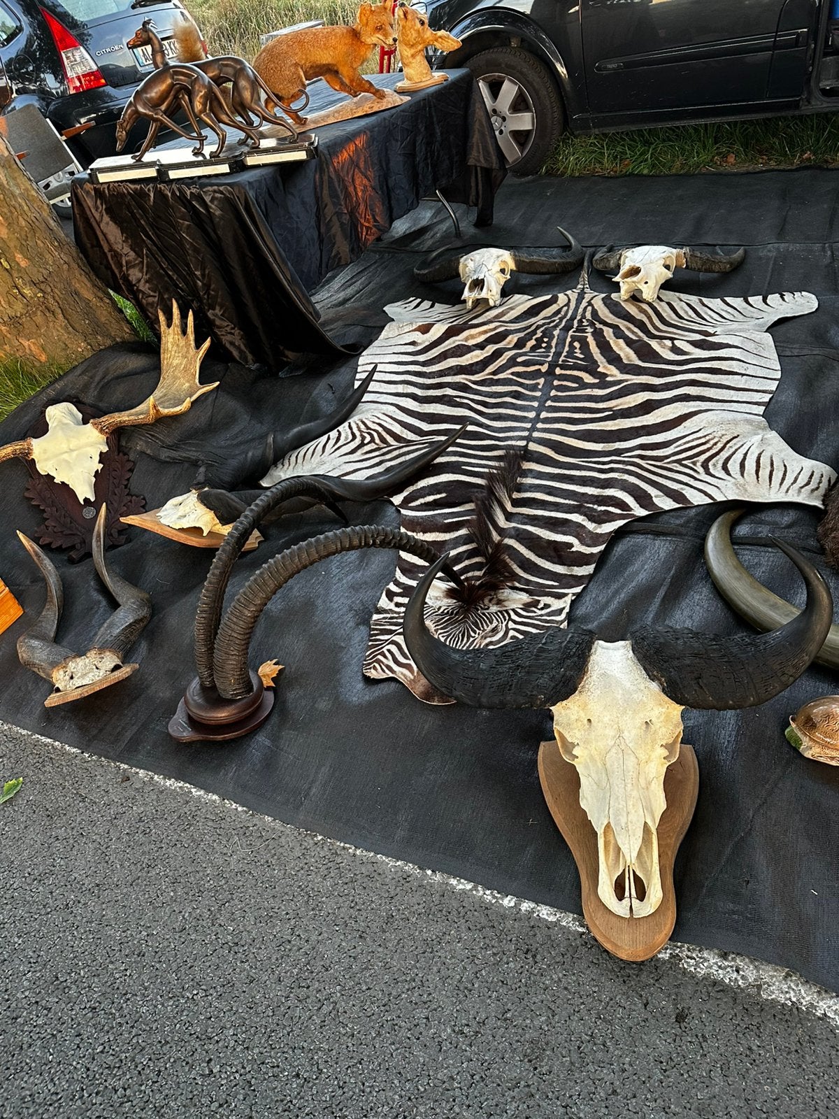 Te koop opgezette dieren, Enlèvement
