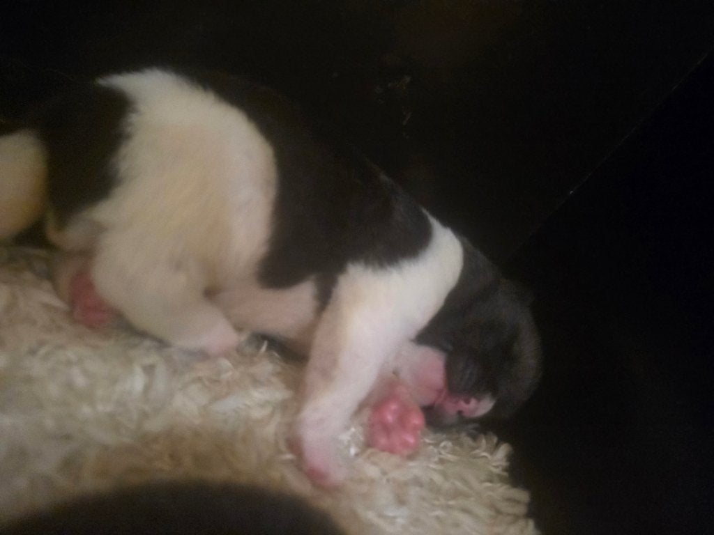 American Akita met stamboom, Dieren en Toebehoren, België, Keeshond, 8 tot 15 weken, Teef