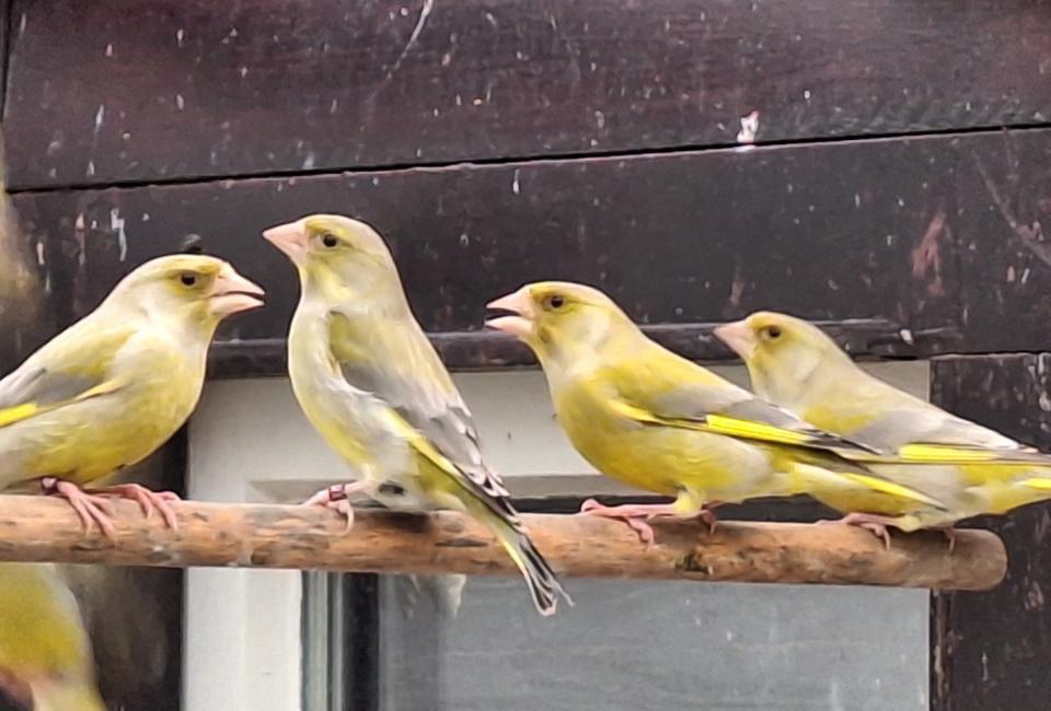 Gezocht: koppel groenvinken/groenlingen, Meerdere dieren, Wildzangvogel, Geringd