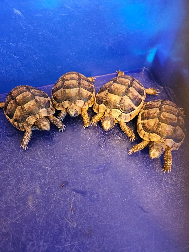 Klokschildpadden, Schildpad, 3 tot 6 jaar