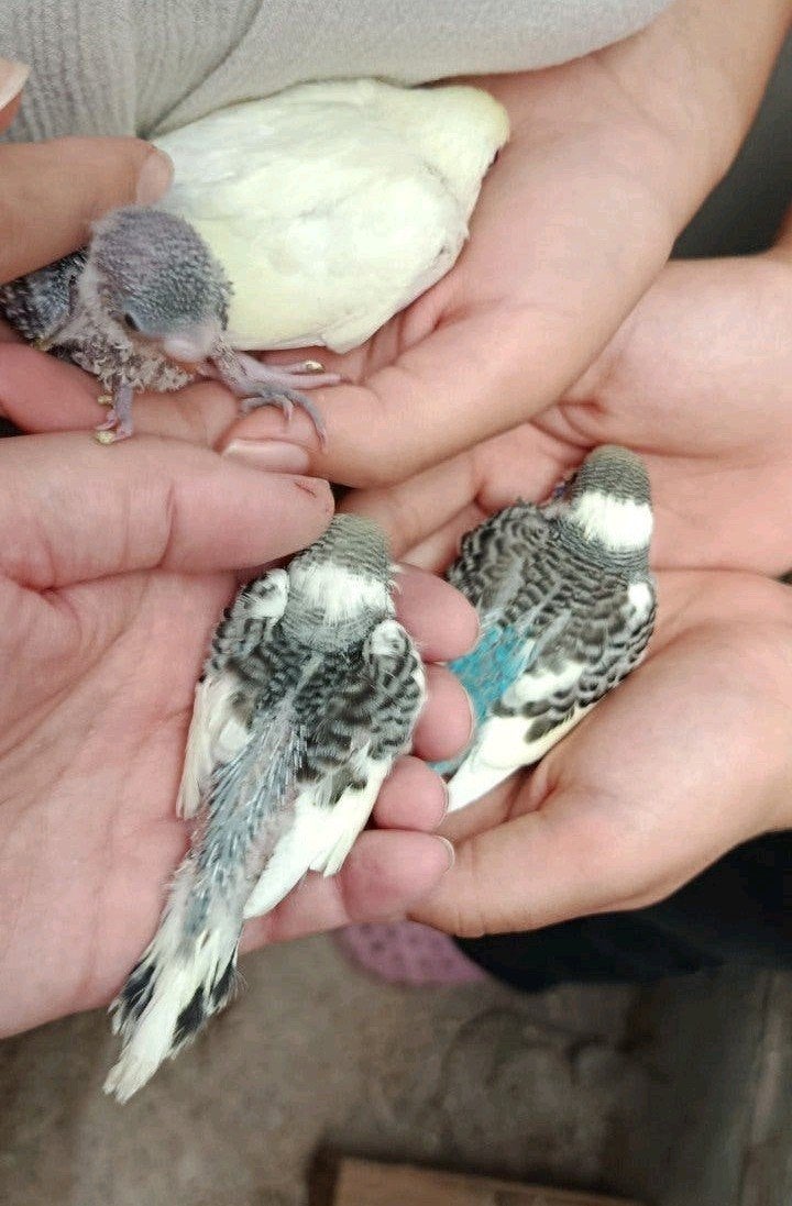 6 jonge grasparkieten te reserveren, Plusieurs animaux, Perruche, Domestique