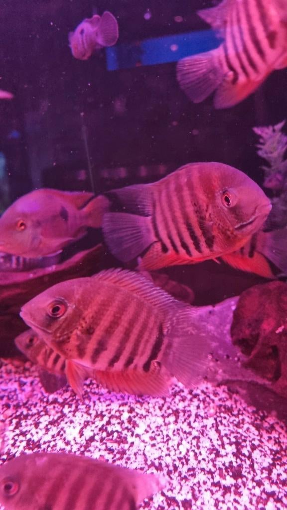 Zuid amerikaanse chichliden, Dieren en Toebehoren, Vissen | Aquariumvissen