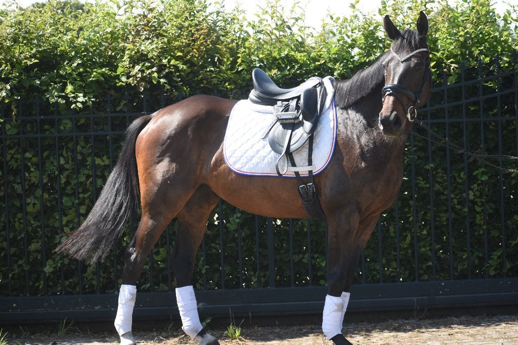 Bloedmooie, zeer brave, 10 jarige veelzijdige merrie, Avec pedigree, L, 160 à 165 cm, Cheval de récréation