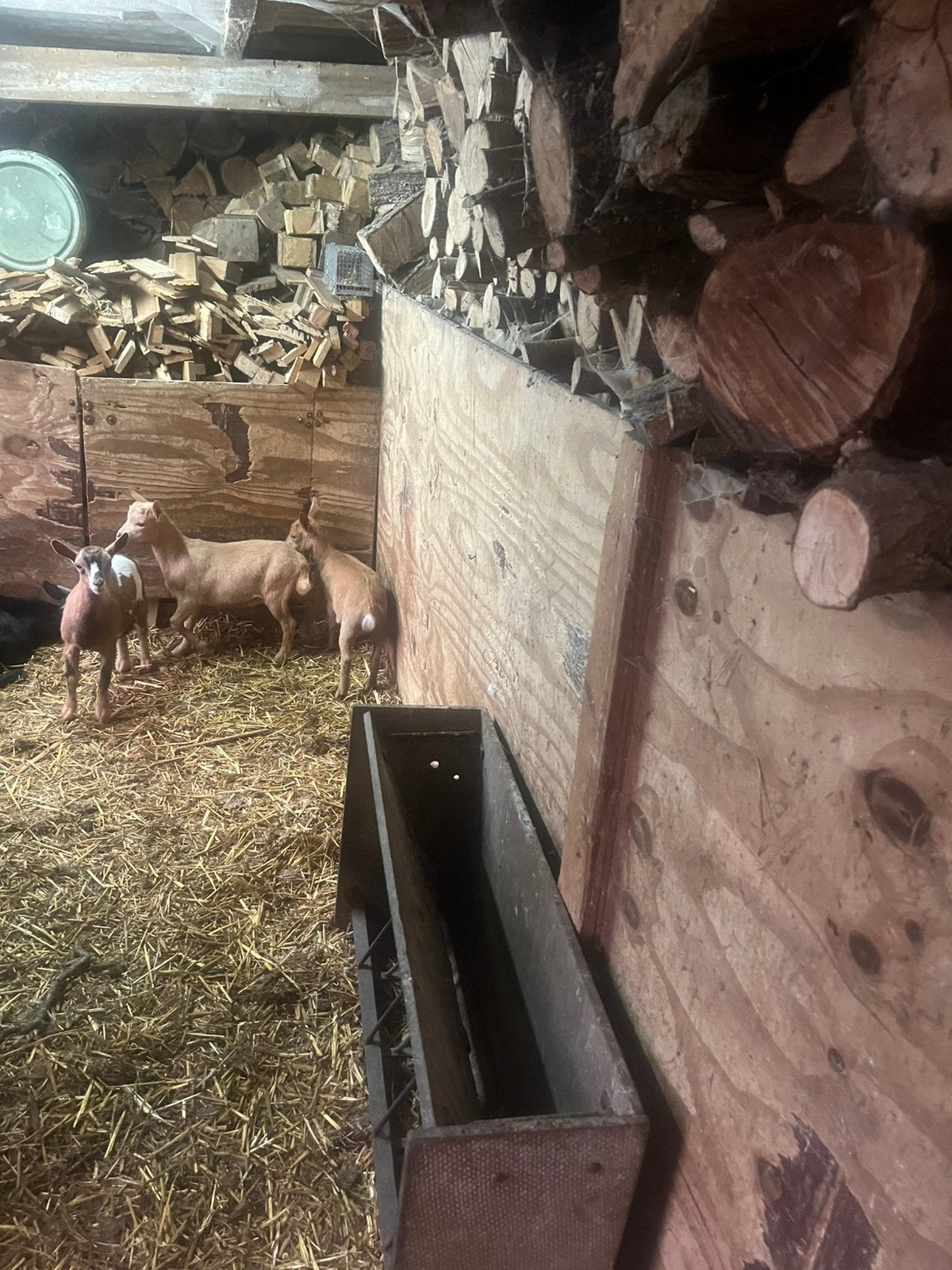 Mini Dwerggeitjes, Dieren en Toebehoren
