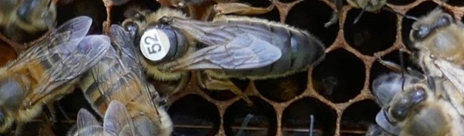Jonge F1 bijenkoninginnen, Dieren en Toebehoren, Bijen