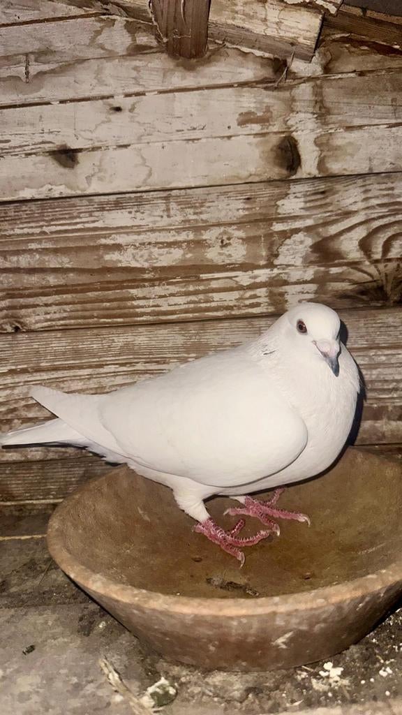 Witte sierduiven te koop, Dieren en Toebehoren