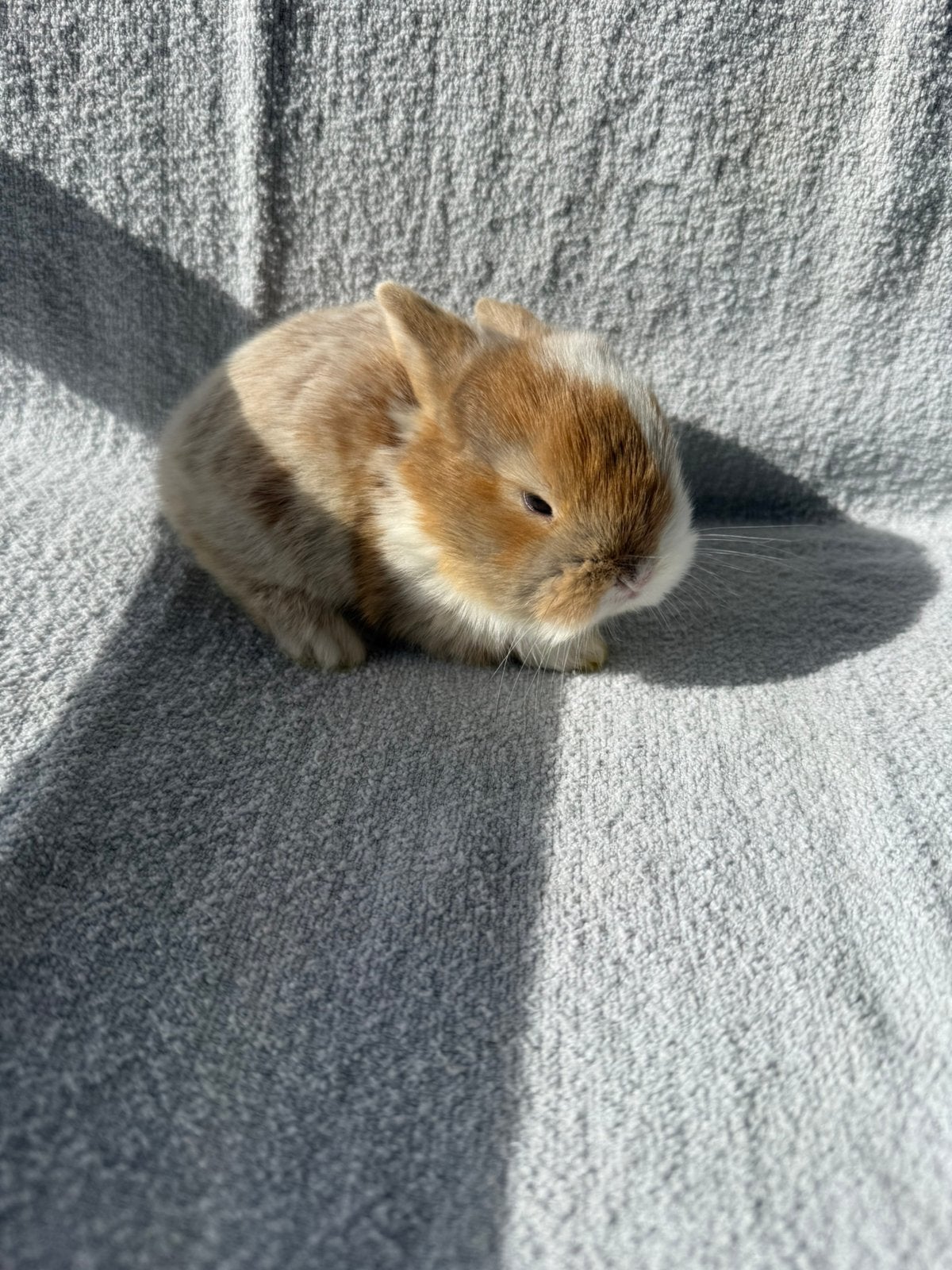 Dwerg rammetje, Dieren en Toebehoren, Mannelijk, Dwerg, 0 tot 2 jaar