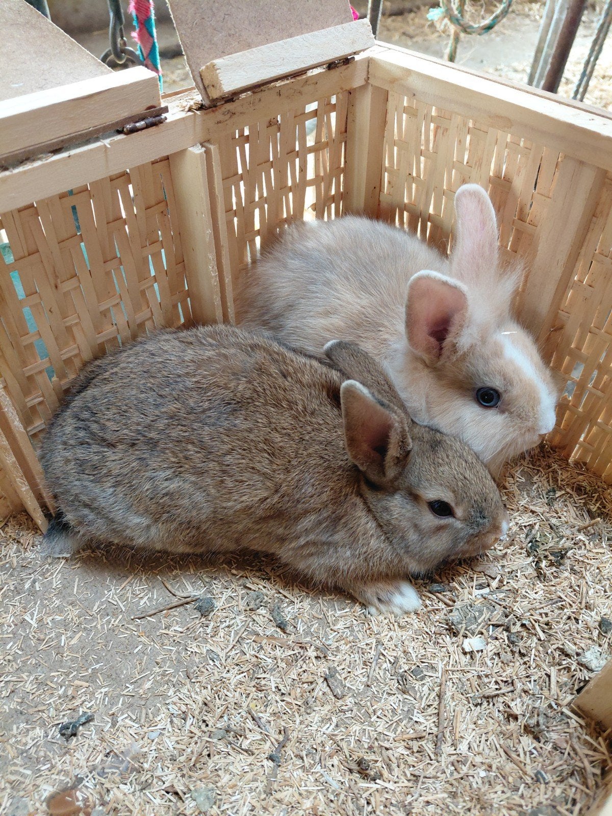 Konijntjes, Dieren en Toebehoren, Konijnen, Dwerg
