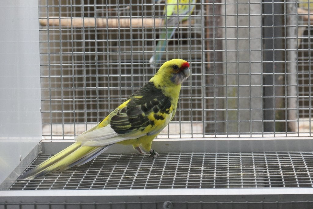 Jongen uit kweek 2026, Dieren en Toebehoren, Vogels | Parkieten en Papegaaien, Parkiet, Meerdere dieren, Geringd