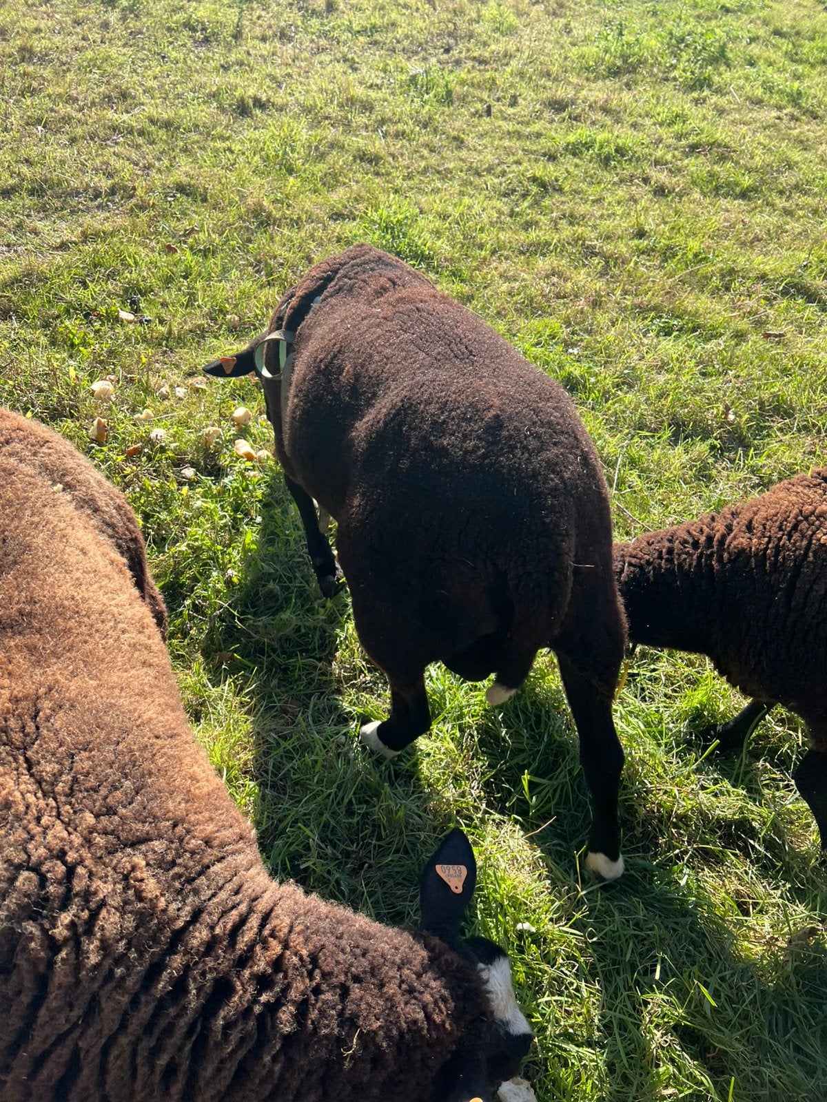Zwart bles bok., Dieren en Toebehoren, Mannelijk, Schaap, 0 tot 2 jaar