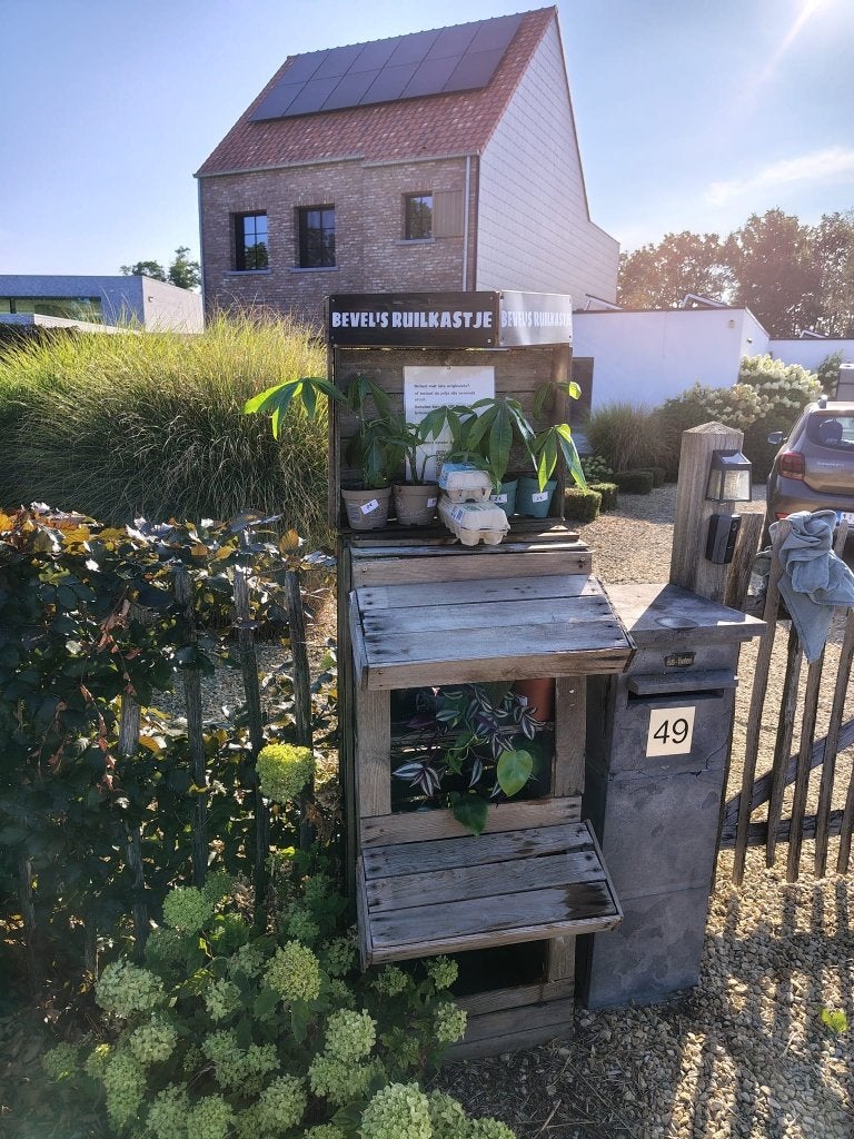 Kamerplanten & scharreleieren in ons ruilkastje Bevel, Maison & Meubles, Plantes d'intérieur, Enlèvement, Autres espèces, En pot