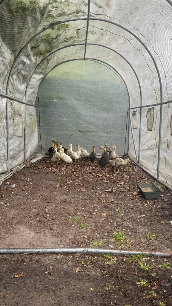Ganzen kuikens - geen lamp meer nodig., Dieren en Toebehoren, Geslacht onbekend, Gans of Zwaan