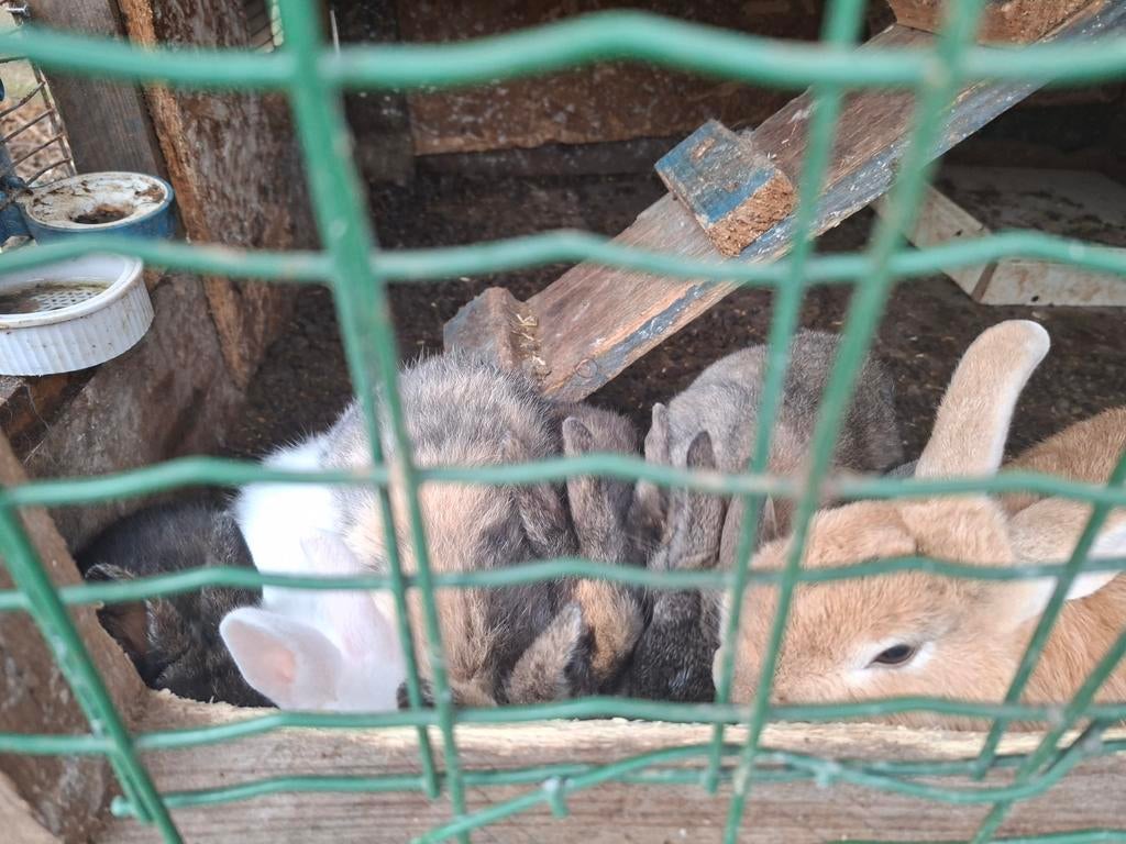 Lapin nain, Plusieurs animaux, Nain, 0 à 2 ans