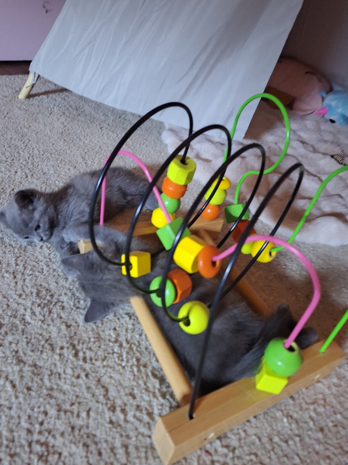 chaton british, Dieren en Toebehoren, Poes, Met stamboom, 0 tot 2 jaar