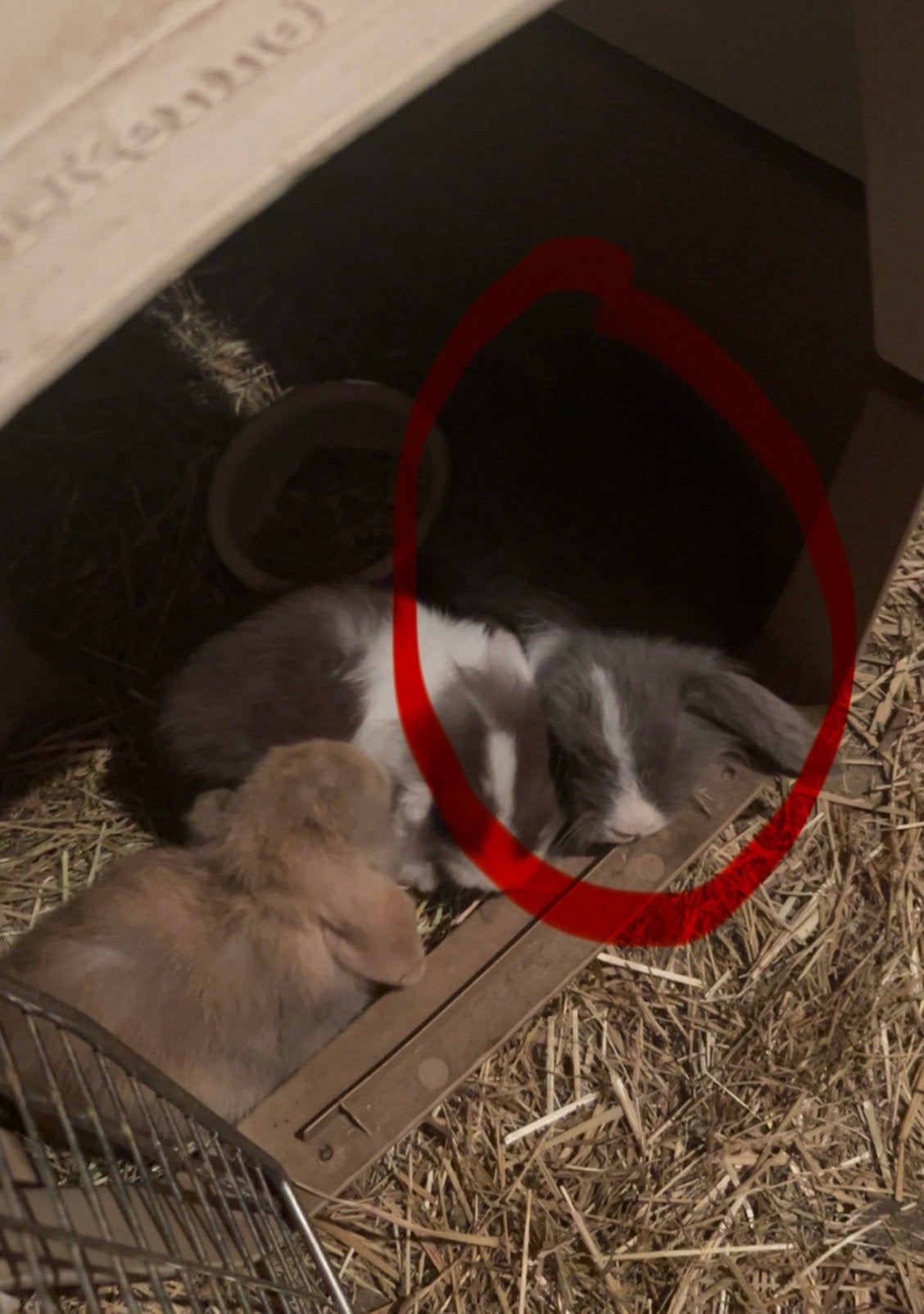 Blauw-wit hangoor konijntje – 2 maanden oud, Dieren en Toebehoren, Vrouwelijk, Middelgroot, Hangoor, 0 tot 2 jaar