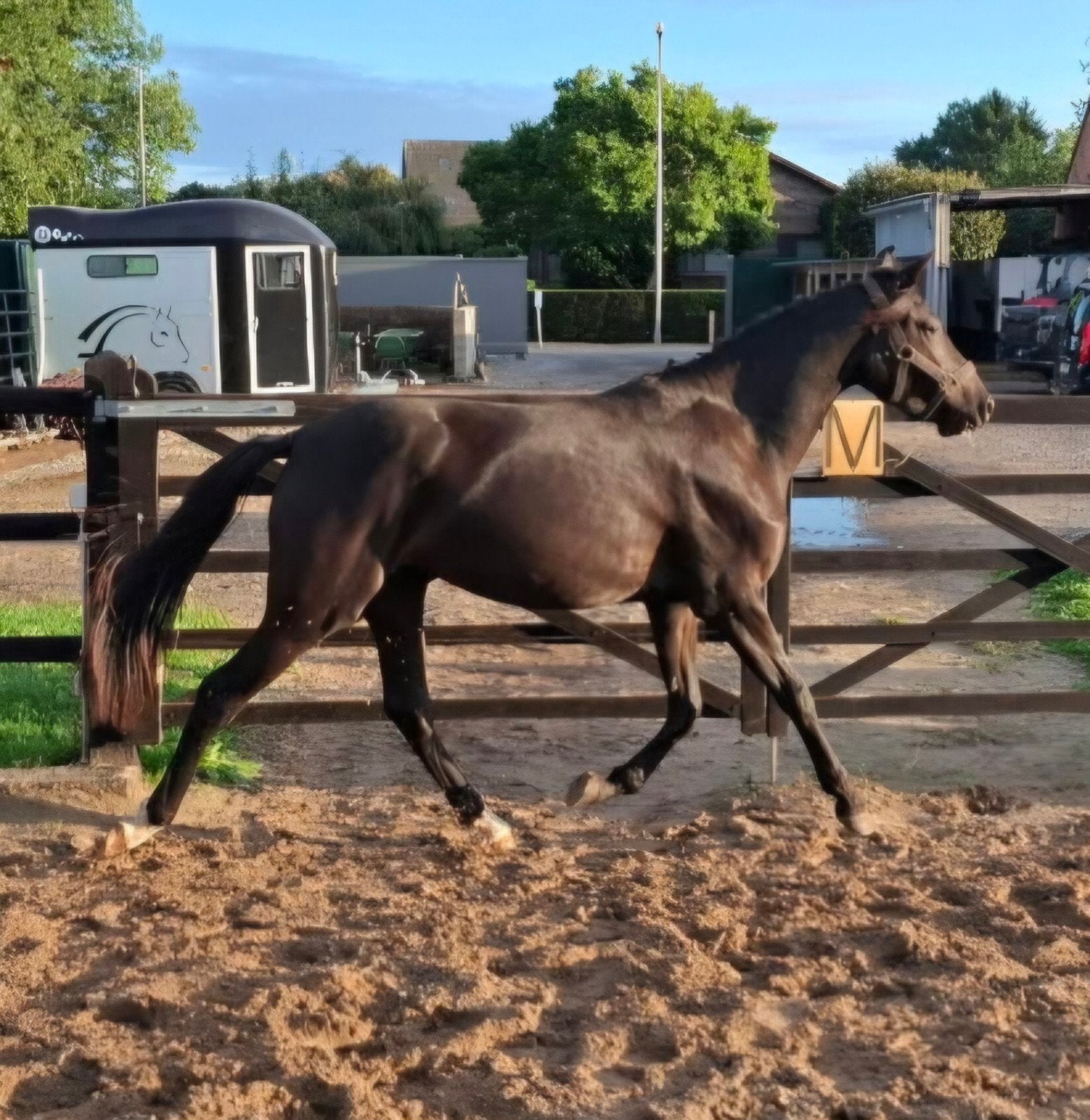 2 jarige New Forest merrie, Dieren en Toebehoren, Merrie, Met stamboom, Springpony, 0 tot 2 jaar