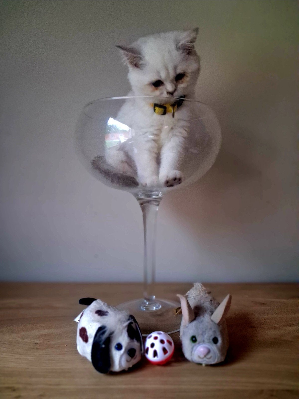 britse korthaar, Kater, Gechipt, 0 tot 2 jaar