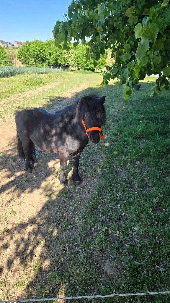 Ik zoek een halve stal voor deze lieve shetlander., Hengst, Niet van toepassing, Met stamboom
