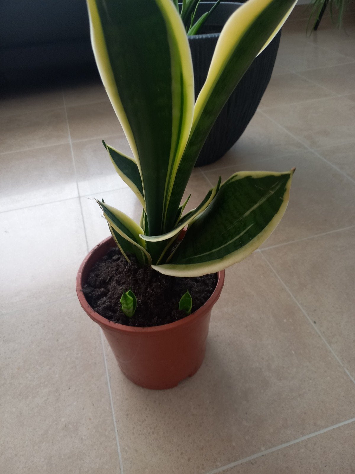 Sansevieria kamerplant, Huis en Inrichting, Kamerplanten, Ophalen