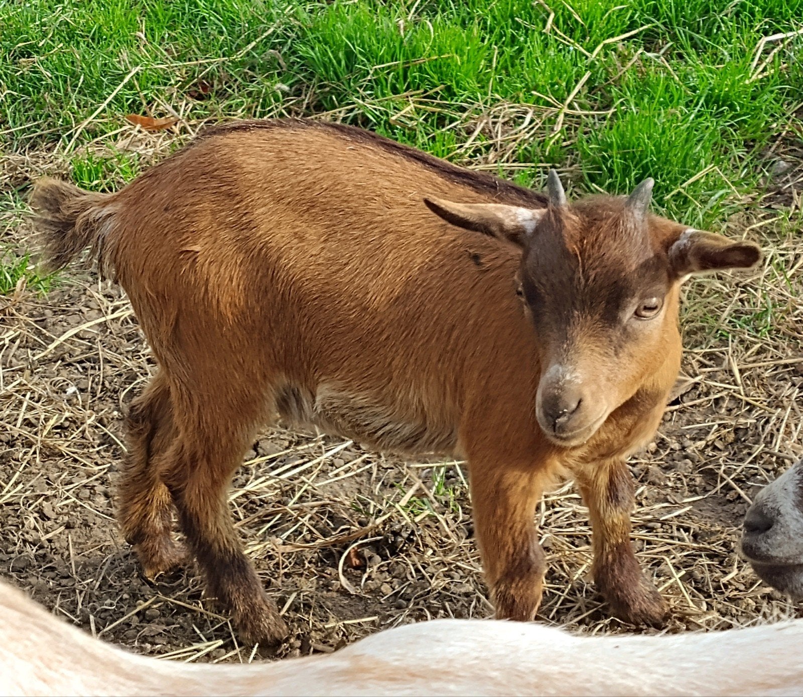klein dwerggeitje, mieke, Dieren en Toebehoren, Vrouwelijk, Geit, 0 tot 2 jaar